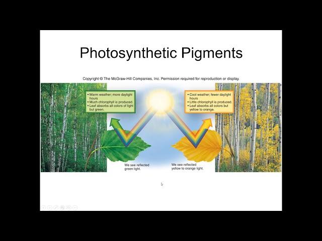 Lecture 8 Quiz Review