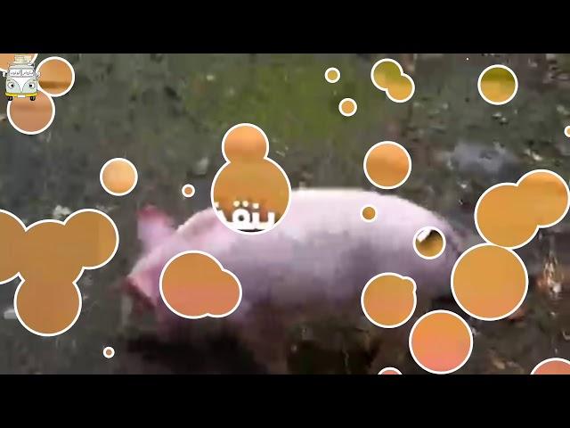 حيوانات أنقذت حياه حيوانات أخرى (الرحمه داخل الحيوان)
