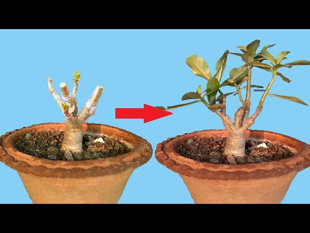 Adenium Grafting V and Flat Grafting in a Single Plant