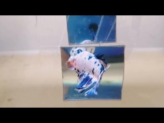 Betta Fish - Marble 大理石斑纹打架鱼