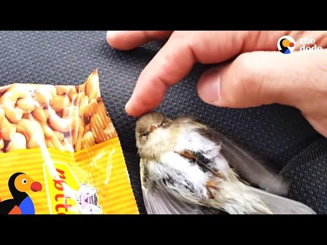 Freezing Bird Trapped on Car Roof Rescued by Perfect Guy | The Dodo