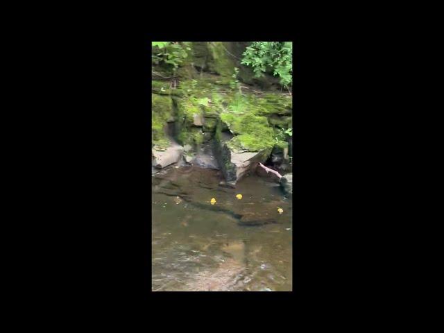 GRHS PG25 Duck Race