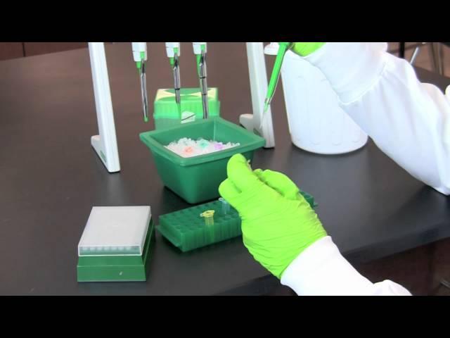 Restriction Digestion of DNA