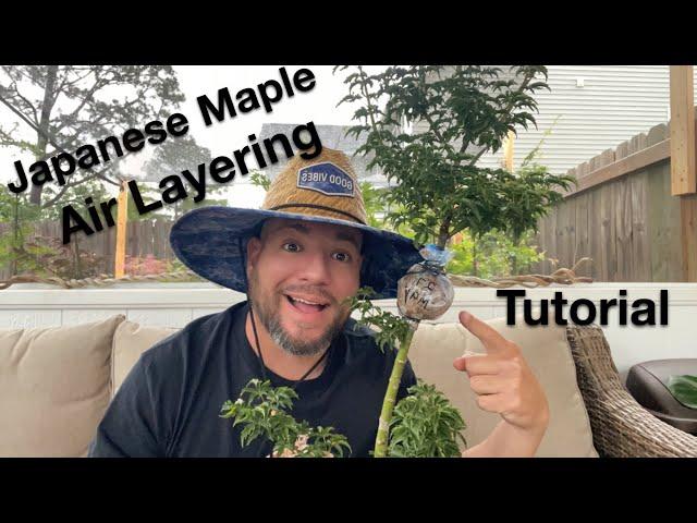 Air layering Japanese Maple Tutorial For Beginners.