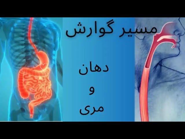 گوارش ... درباره دهان و مری در مسیر گوارش بیشتر بدانیم