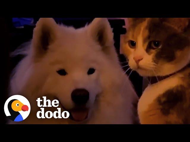 Big Dog Obsessed With Cats Gets His Very Own | The Dodo Odd Couples