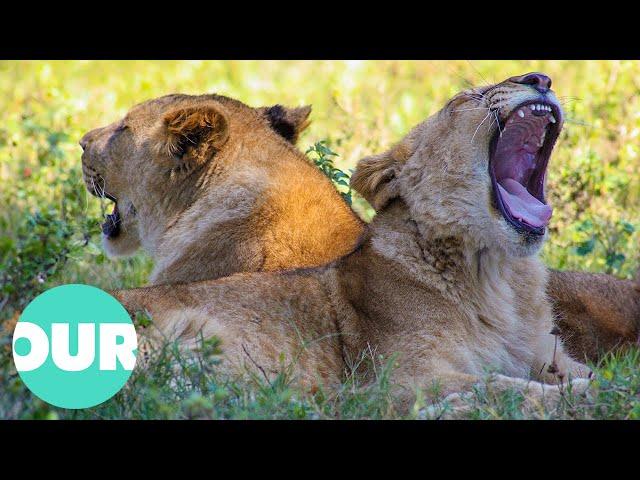 Lion Country: From Captive to King of the Wild | Our World