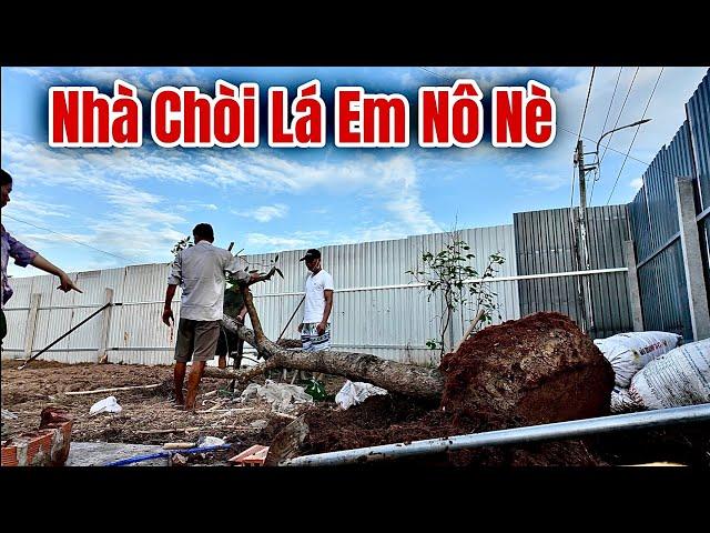 Anh Trương Giải Cứu Cây Xoài Giúp Em Nô Nè và Tin Vui Gà Tre Kiểng Đã Tiếp Tục Đẻ