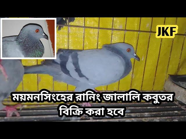 ময়মনসিংহের রানিং জালালি কবুতর বিক্রি করা হবে |০১৫৭৬৬১৭২৬৮| Jalali Kobutor Palon