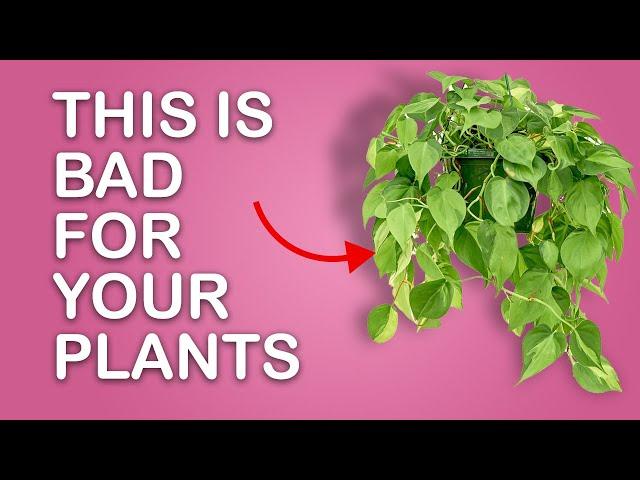 This is BAD for your climbing plants