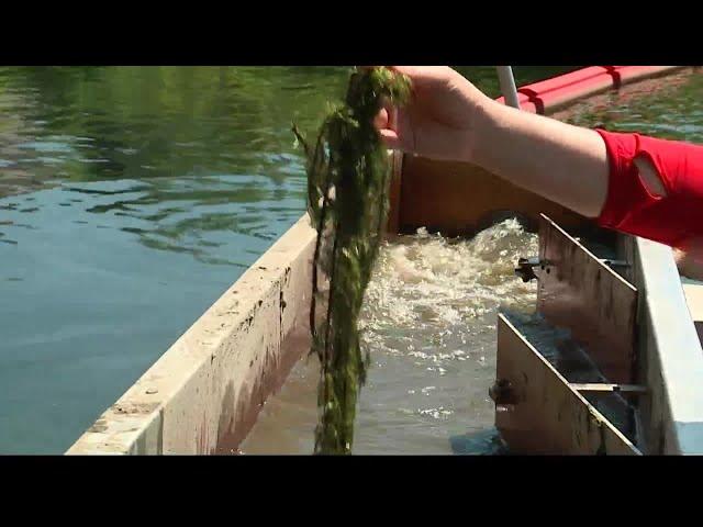 Milfoil has been almost completely removed from one Maine lake