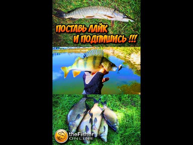 shorts Рыбалка идем за трофеями !!! Fisher Online вертикалочка  