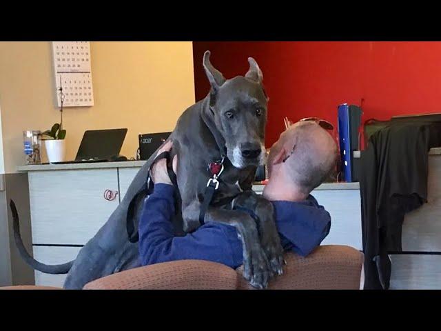 Big dogs can be scared at the vet too! Funny Dog Reaction