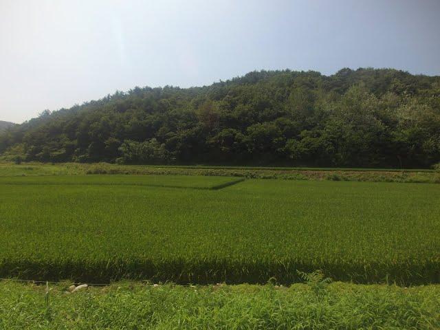 양양군 도리 은어의 고향 남대천 자락을 끼고 있는 전원주택지