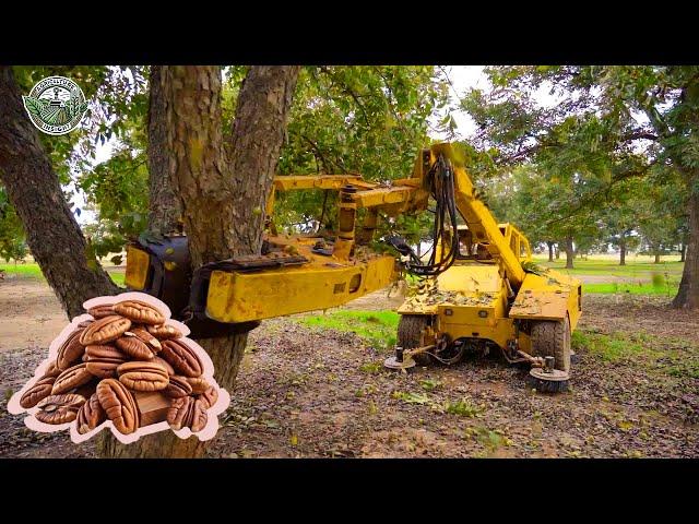 661 Million Pounds Of Pecans Are Harvested In America This Way | Agriculture Technology