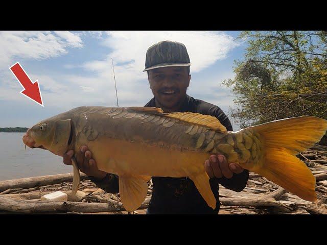 Catching GIANT MIRROR CARP and BLUE CATFISH from the banks of the POTOMAC RIVER!