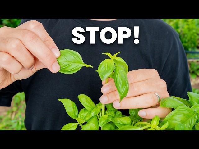 Stop Harvesting Your Basil Like This