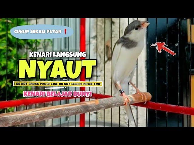 Langsung NYAUT Suara Pancingan Kenari Paud Belajar Bunyi Ngeriwik || Masteran Kenari Paud #2