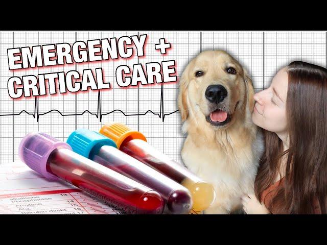 A WEEK AS A FINAL YEAR VET STUDENT: emergency and critical care rotation 