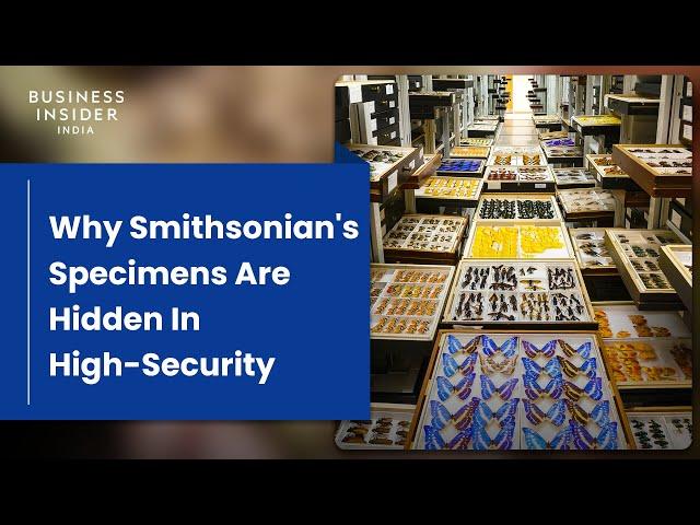 Why 99% Of Smithsonian's Specimens Are Hidden In High-Security | Big Business