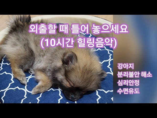 강아지 분리불안해소 음악. 외출할 때 틀어 놓으세요. 10시간 심리안정 수면유도 음악 _26