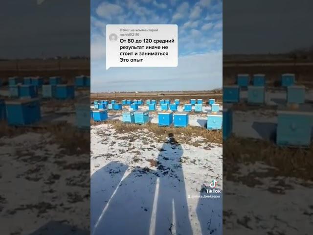 Сколько мёда приносит улей 