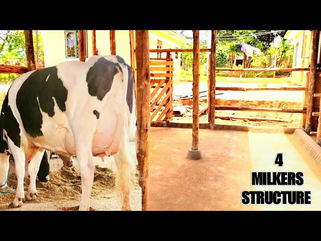 How to fit a 4 milkers structure on a small piece of land | 2023