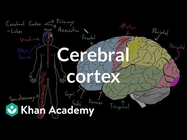 Cerebral cortex | Organ Systems | MCAT | Khan Academy