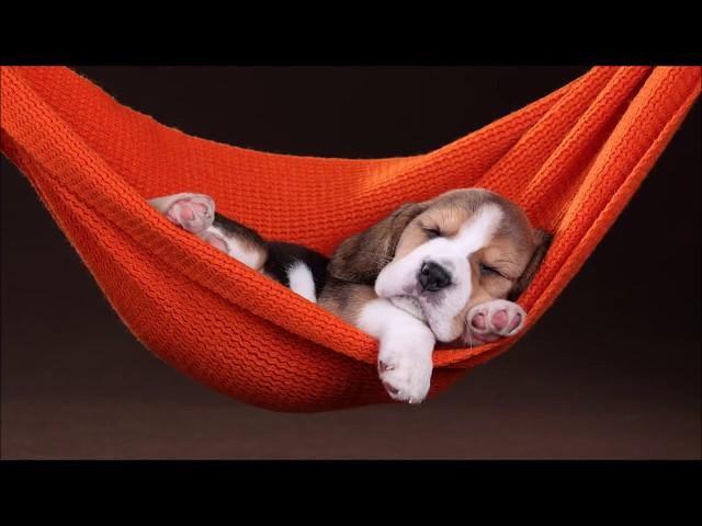 Música Para Dormir Gatos Y Perros | Música Para Dormir Perros 