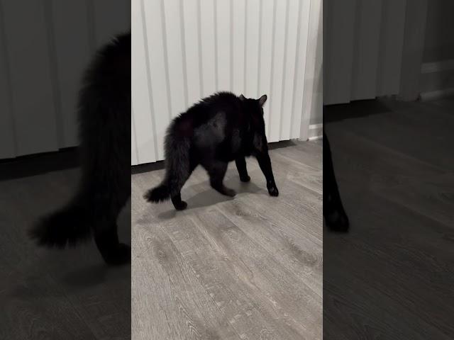 Как мой кот встречает меня с работы/How my cat greets me from work #blackcat  ‍⬛