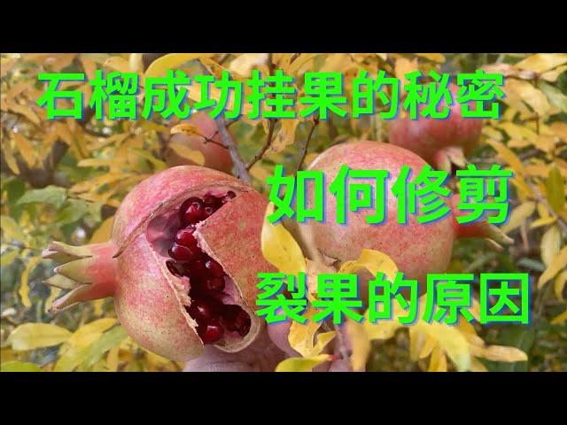 石榴种植之成功挂果的奥秘，如何修剪，裂果的原因（2023）