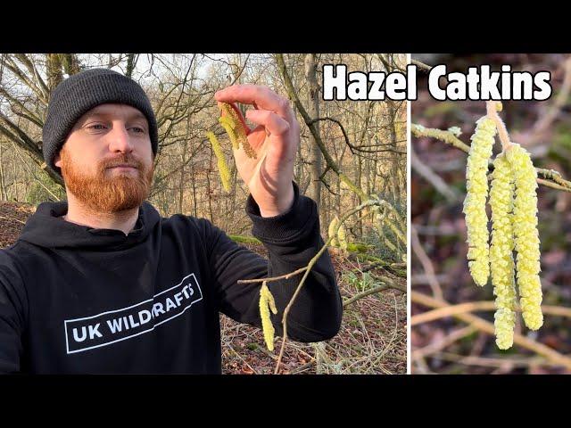 Hazel Catkins- A Winter Wild Food