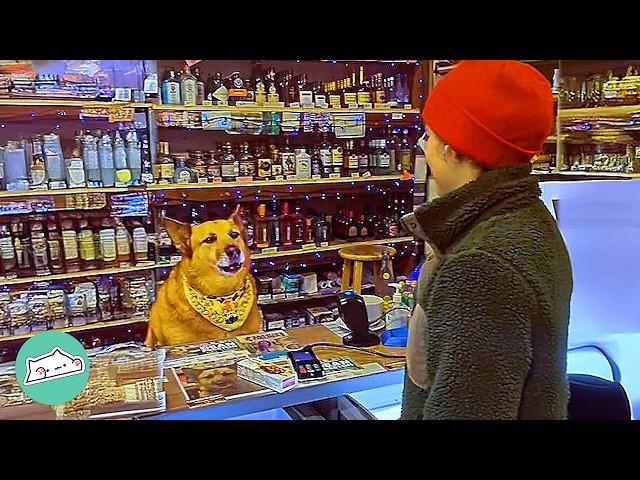 Gentle Shepherd Demands Treats Before Customers Pay | Cuddle Buddies