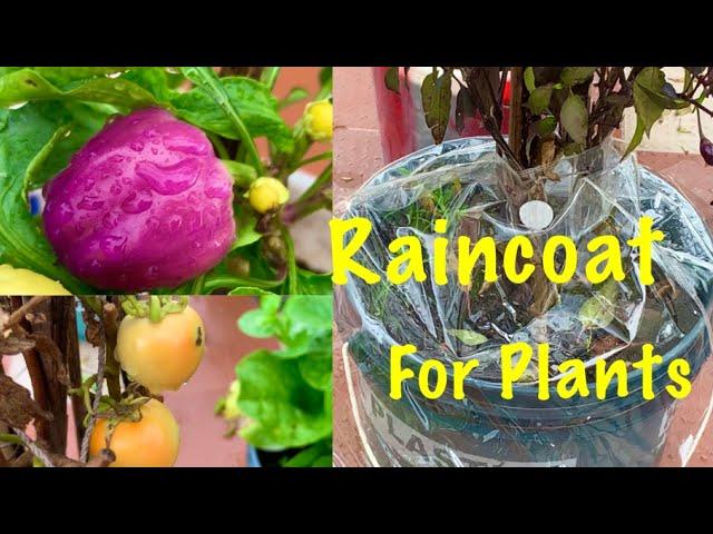 Homemade Raincoat For Plants/How To Save Plants From Heavy Rainfall During Rainy Season