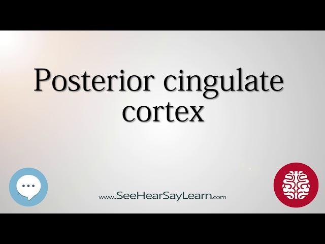 Posterior cingulate cortex   Anatomy of the Brain   SeeHearSayLearn 