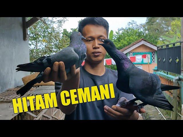 SEREM MERPATI HITAM CEMANI JAMBROS NEMBAK KE BETINA