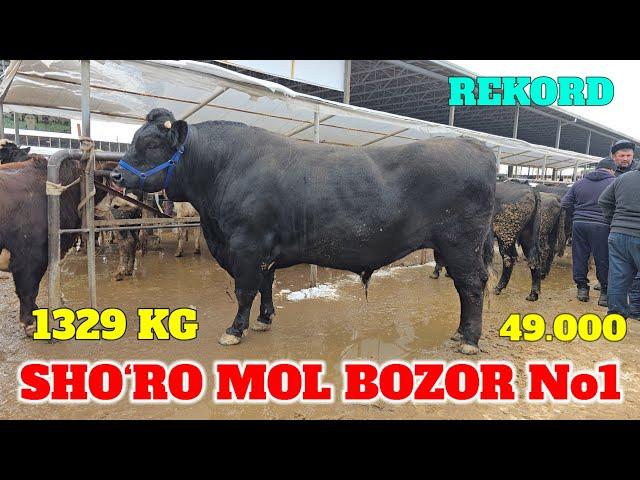 SHO‘RO MOL BOZOR 1329 KG BUQA 2024 YIL REKORD YANGILANDI TAROZIGA 49.000 SO‘M BARAKA