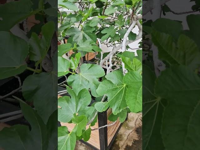 Fig tree in a greenhouse #figtree #trees #tree #fruittrees