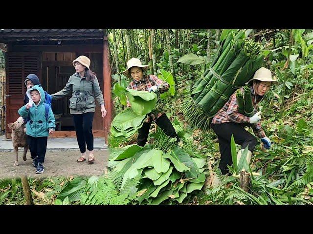 Single mother picks wild dong leaves to sell to buy food for her two sons DANG THI DU