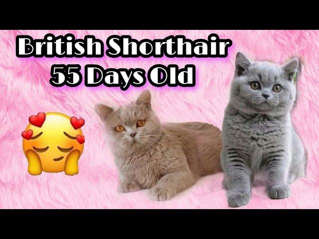 Cute Kittens - British Shorthair Cat 55 Days Old