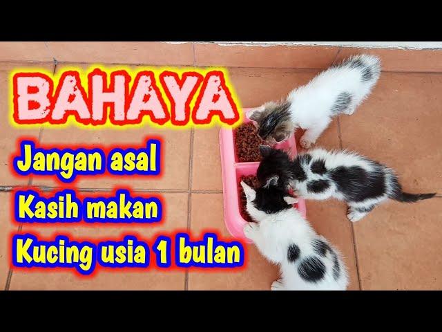 TAHAPAN CARA KASIH MAKAN ANAK KUCING USIA 1 BULAN  || ANAK KUCING BELAJAR MAKAN