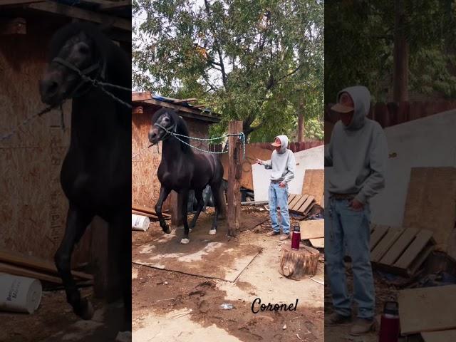 Caballo bailador de lujo #caballos #california #viral #horse #andalusianhorse