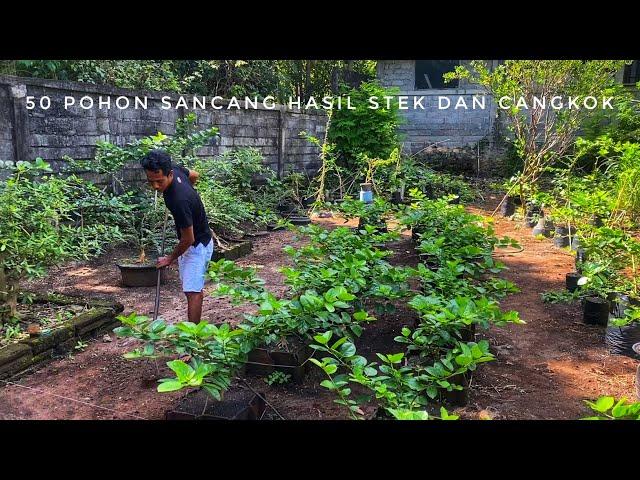 Budidaya Bonsai Sancang | Sancang Bonsai | Sancang