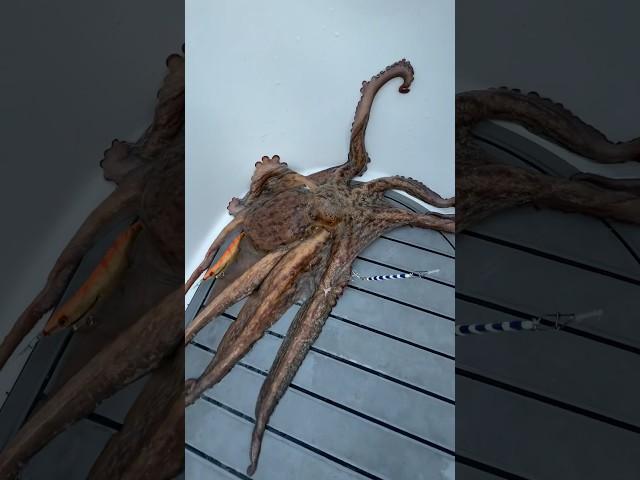 Sen bu dünyanın adamı değilsin…  #youtubeshorts #fishing #balıkavı #squid #octopus