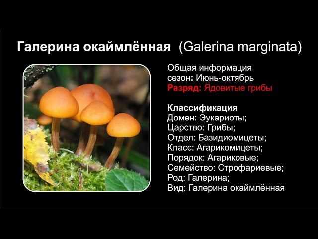 Галерина окаймлённая (Galerina marginata)