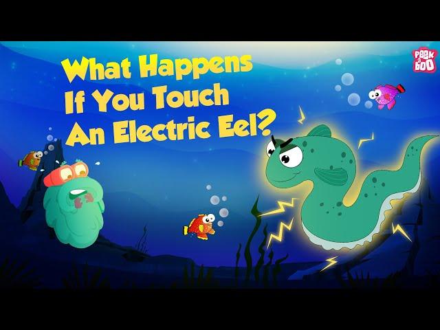 It's an Electric Eel - Don't Touch It | What Happens if You Touch An Electric Eel? | Dr Binocs Show