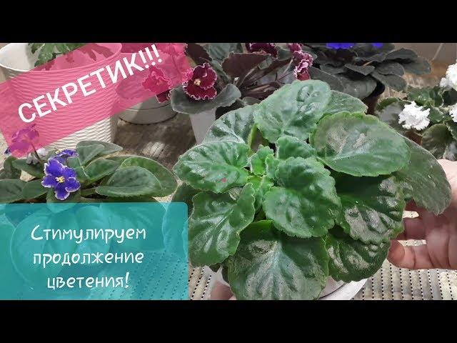 Как стимулировать фиалку продолжать цветение?