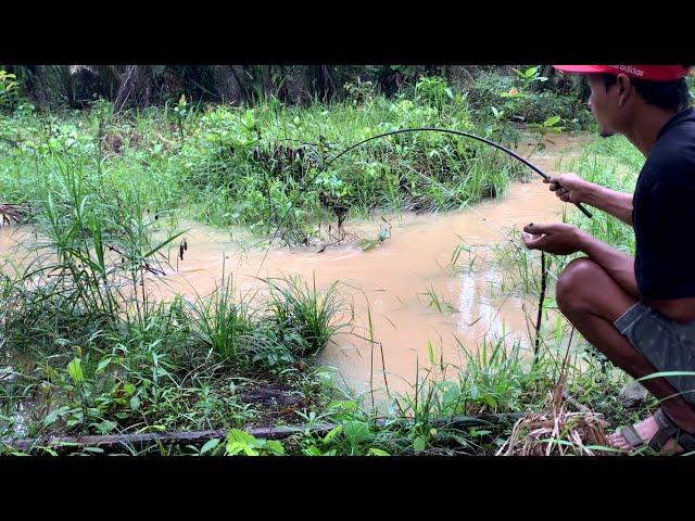 BAHAYA.!!! SANGKING ASIK NYA MANCING IKAN LELE LIAR SAMPAI NGGAK SADAR ADA ULAR PITON DI ATAS KEPALA