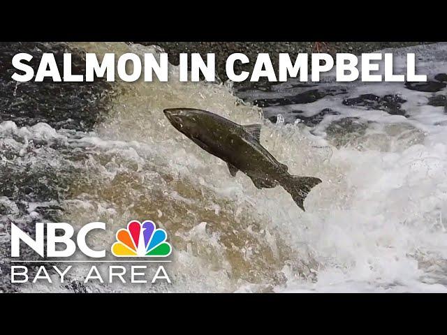 Salmon make way to South Bay creek, draws in crowds