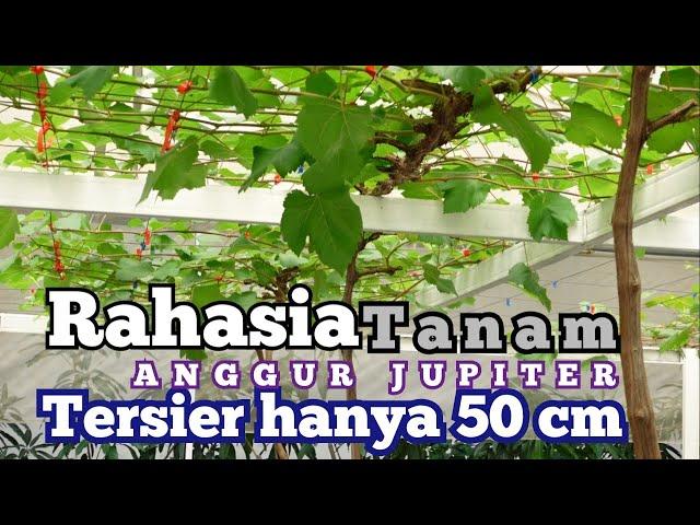 RAHASIA Tanam Tersier Hanya 50 CM Anggur Jupiter